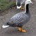 Emperor Goose